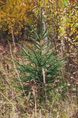 moss covered pine tree