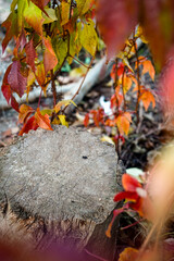 Autumn background, old wooden stump against the backdrop of bright autumn leaves of wild grapes