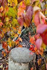 Autumn background, old wooden stump against the backdrop of bright autumn leaves of wild grapes