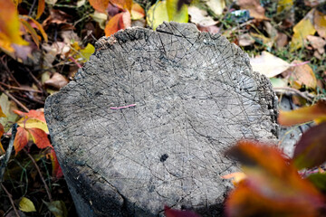 Autumn background, old wooden stump against the backdrop of bright autumn leaves of wild grapes