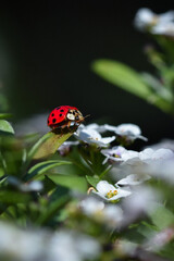 ladybird on a flower