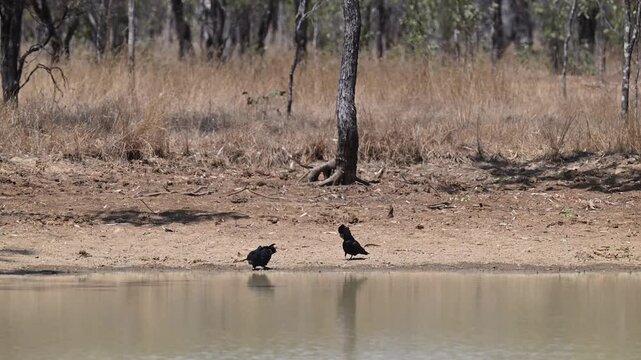 red tailed or Banksian black cockatoo, Calyptorhynchus banksii, drinking from a billabong pond in the tropical landscape of tropical north Queensland of Australia.