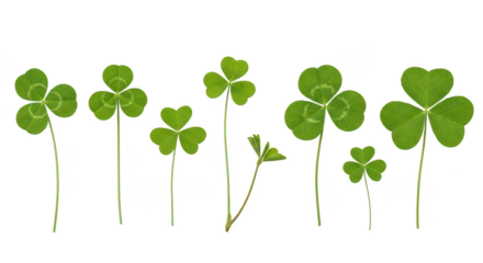 Seven Green Shamrocks Isolated On Black Background