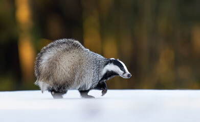 Obraz premium Badger close up ( Meles meles )