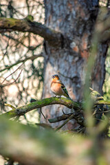 A chaffinch (Fringilla coelebs) perched on a tree. Ornithology. Bird, animal idea concept. Alone chaffinch. Nature. Wildlife. 