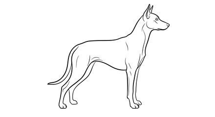 Elegant Doberman Pinscher line art illustration minimalist vector drawing of a standing dog isolated on white background