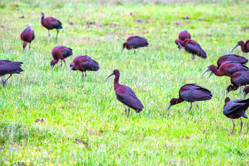 Flock of glossy Ibis (Plegadis falcinellus) resting or feeding in green meadows in Beykoz, Istanbul during spring migration. Ornithology.  Bird, animal. Many glossy Ibis. 
