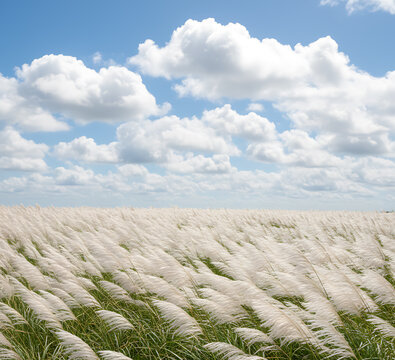 Wind-Swept Field of White Kaash Grass Under a Cloudy Blue Sky