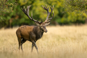 Deer male buck ( Cervus elaphus ) during rut