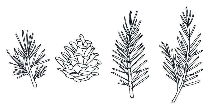 松ぼっくりPine cone