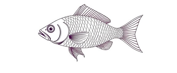 Elegant, minimalist line art of a swimming fish, intricate details,  nature,  graphic