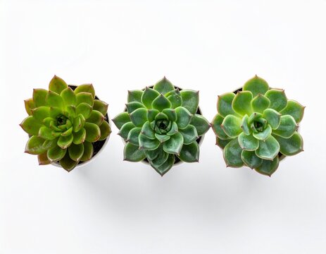 Top view of small potted cactus succulent plants, set of three various types of Echev