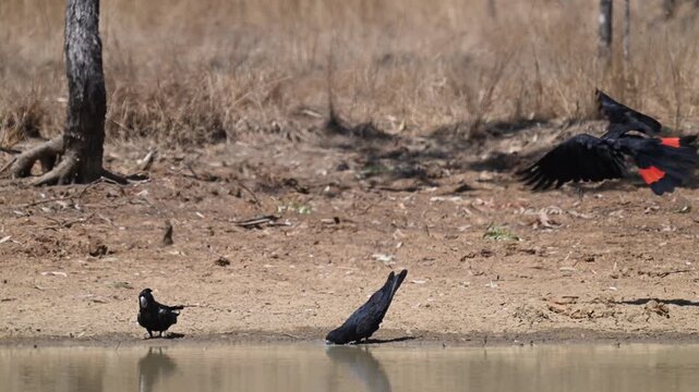 red tailed or Banksian black cockatoo, Calyptorhynchus banksii, drinking from a billabong pond in the tropical landscape of tropical north Queensland of Australia.