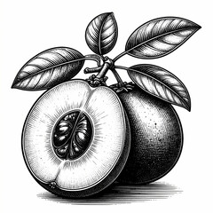 Detailed sapodilla fruit with leaves showcased in a hand-drawn vintage engraving style art.