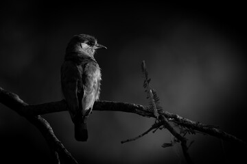 Mono Indian roller with catchlight on branch