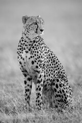 Mono cheetah sitting in grass turning right