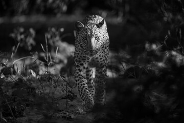 Mono leopard walks toward camera in morning