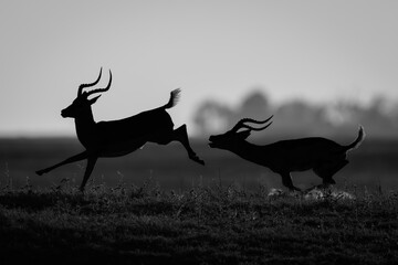 Mono male impala chases another in silhouette