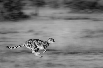 Mono slow pan of cheetah crossing grassland © Nick Dale