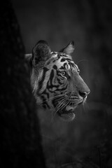 Mono tiger stands poking head past tree