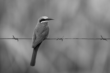 Mono white-fronted bee-eater watches camera from wire