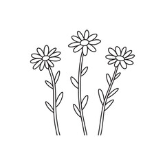 Simple line drawing of three delicate daisies