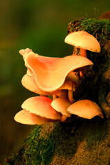 Eine Gruppe von Pilzen an einem morschen Baumstumpf Im Hintergrund unscharfes Herbstlaub 