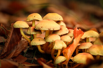 Eine Gruppe von Pilzen im gelblichen Herbstlaub eingerahmt.