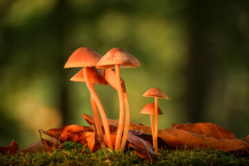 Eine Gruppe von Pilzen auf einem herbstlichen Moosbett. Im Hintergrund unscharfes Herbstlaub 