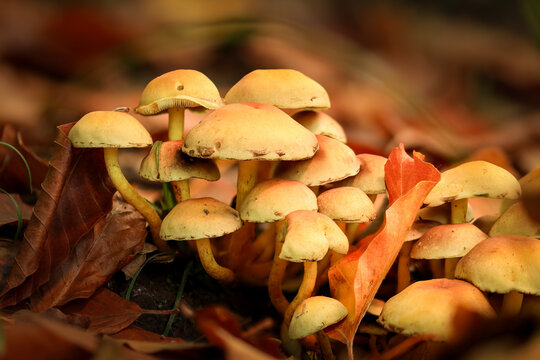 Eine Gruppe von Pilzen im gelblichen Herbstlaub eingerahmt.