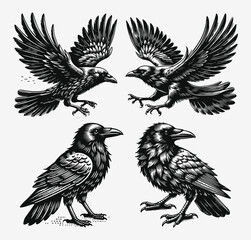 Obraz premium Black Crows Vector Design Set