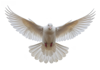 Majestic white dove flying with open wings - symbol of peace and freedom stock image, isolated on transparent background