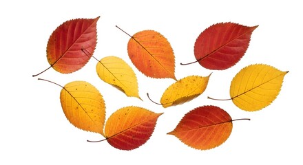 Vibrant Red and Yellow Autumn Leaves Collection Isolated on Clean White Background