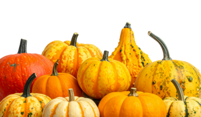 Colorful pumpkins in diverse varieties.