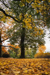 L'automne &agrave; Verviers - Feuilles morts dans le parc Fabiola - Belgique