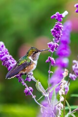 hummingbird feeding on flower