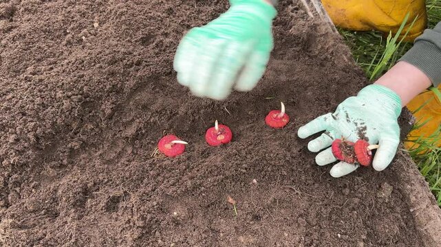 Planting sprouted bulbs or corms of gladiolus in open ground on a garden bed in early spring. Beautiful female hands plant a gladiolus bulbotuber in fertile soil