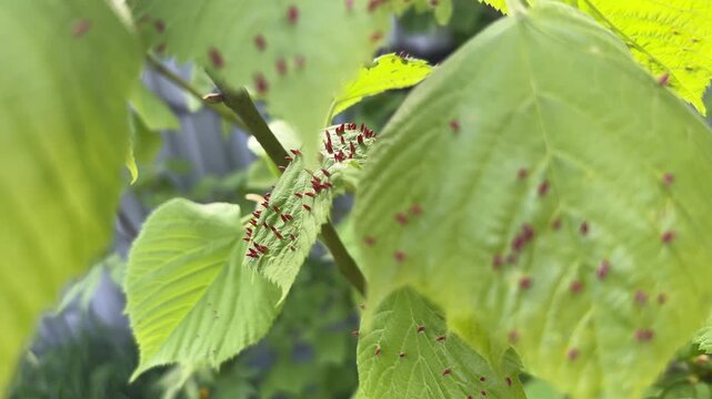 Natural closeup on a green Leaf of a Tilia Tree Infested with a Eriophyes Tiliae Mite Forming Lime Nail Gall or Bugle Gall