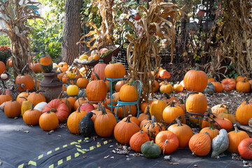 Colorful pumpkin display with corn stalks in an outdoor autumn setup.
