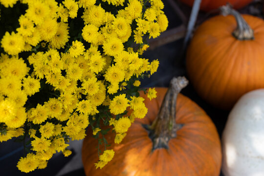 ellow chrysanthemums beside pumpkins in a fall-themed arrangement.