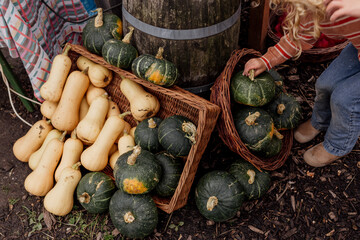 Child picking up round zucchini in a basket at a local farmers market