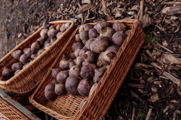 Red beets in a basket at a local rustic farmers market
