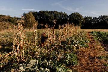 Toddler walking in corn field under a sunny blue sky