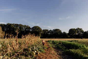 Child working in the corn field on a sunny day
