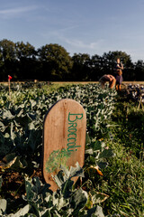 Lush Broccoli growing with a handmade broccoli sign