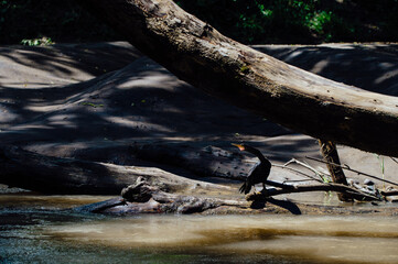 Neotropic Cormorant Resting by Riverbank, La Fortuna, Costa Rica