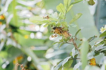 Obraz premium Montezuma Oropendola on a branch in La Fortuna, Costa Rica