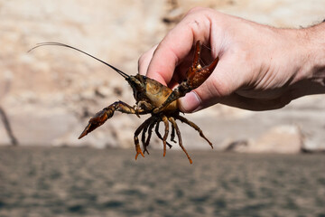 Hand holding live crayfish above water in outdoor setting