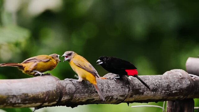 Scarlet-rumped Tanager in Aggressive Interaction, Costa Rica
