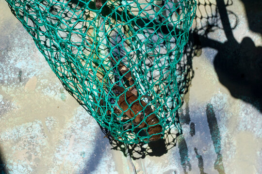 Crayfish caught in green fishing net inside metal boat